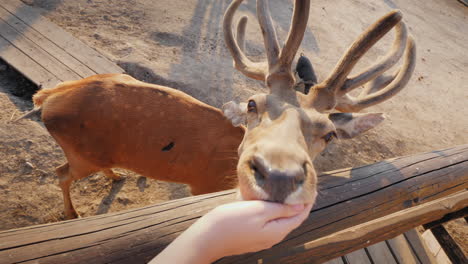 The-Man-Feeds-A-Cute-Deer-Behind-You-Can-See-Small-Deer-And-Other-Animals