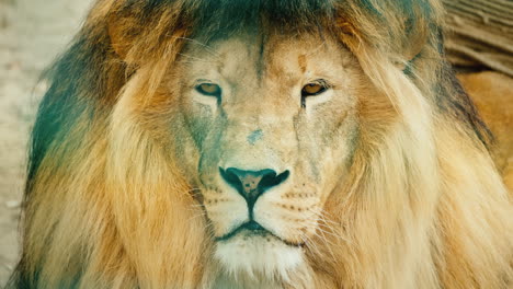 Porträt-Eines-Beeindruckenden-Afrikanischen-Raubtiers---Eines-Löwen