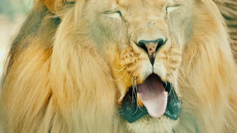 Adult-Male-Lion-Yawns-Mouth-Wide-Open-With-Fangs