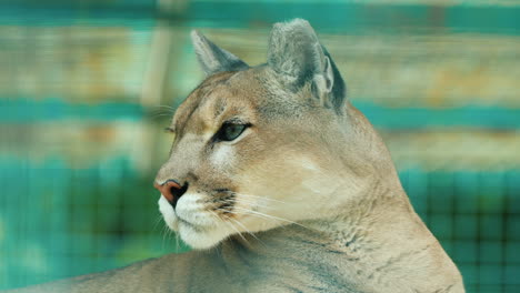 Portrait-Of-A-Cougar-Behind-The-Aviary