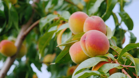 Several-Juicy-Peaches-Ripen-On-A-Tree