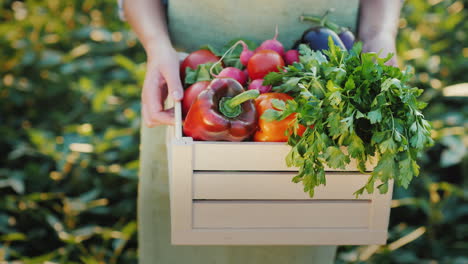 Female-Hands-Hold-A-Box-With-Fresh-Vegetables-And-Herbs-Organic-Farm-Products