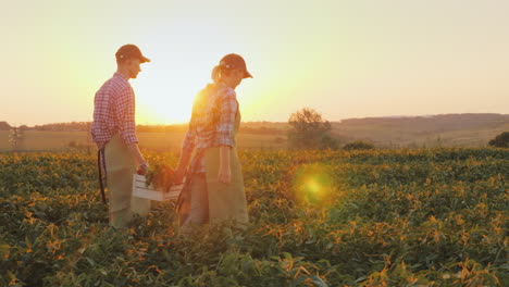 A-Family-Of-Farmers-Carries-Boxes-With-Vegetables-Across-The-Field-Organic-Farming-And-Healthy-Eatin