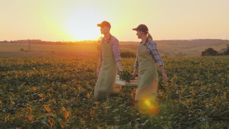 A-Woman-And-A-Man-Were-Carrying-A-Box-Of-Vegetables-Across-The-Field-Family-Farm