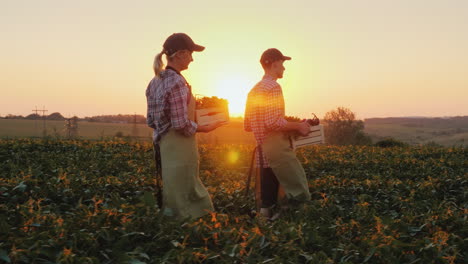 Two-Farmers-Man-And-Woman-Are-Walking-Along-The-Field-Carrying-Boxes-With-Fresh-Vegetables-Organic-F