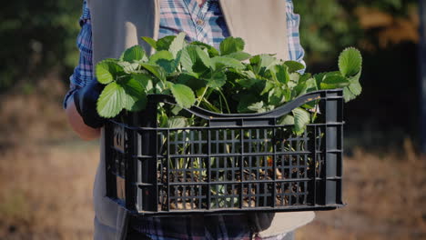 The-Farmer-Holds-A-Basket-With-Strawberry-Seedlings