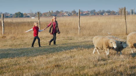 Middle-Aged-Woman-With-A-Child-Having-Fun-On-A-Farm---Running-After-A-Herd-Of-Sheep