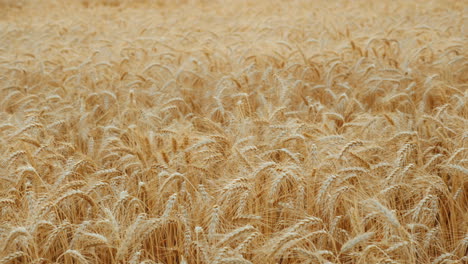 The-Wind-Swaying-The-Field-Of-Ripe-Wheat-4k-Video