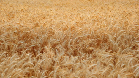 Ears-Of-Wheat-Sway-In-The-Wind-In-The-Field-Ready-To-Harvest