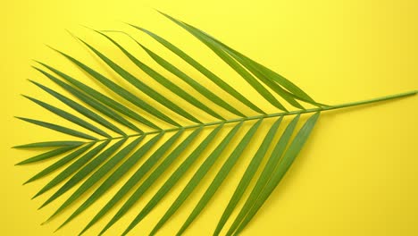 Grünes-Frisches-Tropisches-Palmblatt-Auf-Gelbem-Hintergrund-Minimaler-Natursommerstil